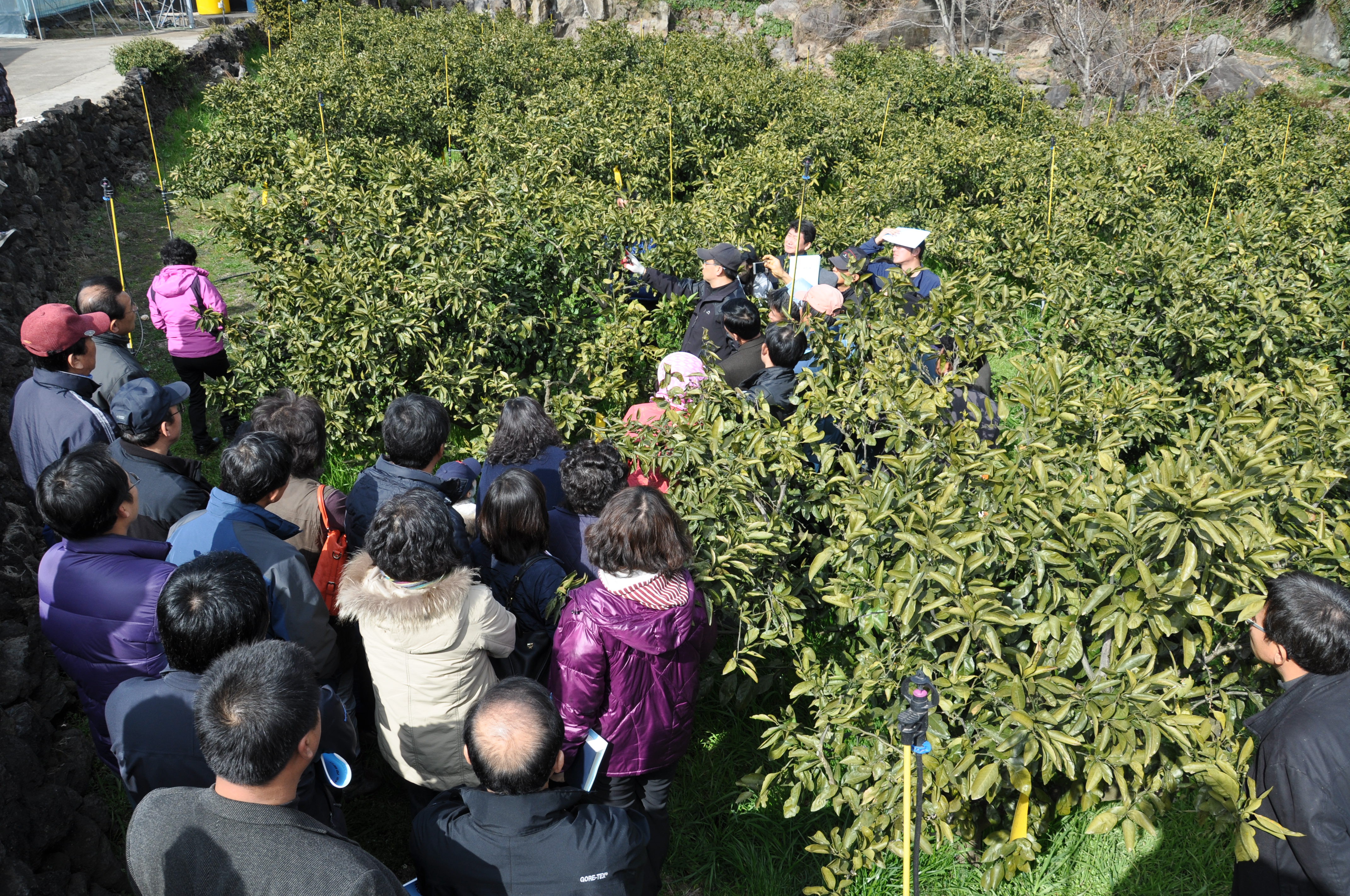 2012 노지감귤 고품질안정생산 정지전정 이론 및 실습교육